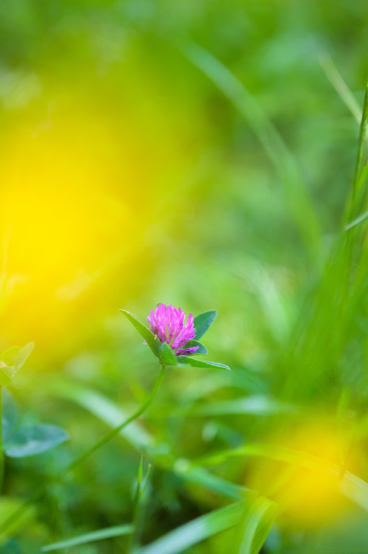 Notariskantoor mr. S.M. van Tulden — notariskantoor in Echt